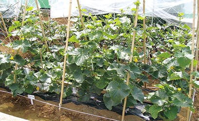 有料老人ホーム 百々花 菜園