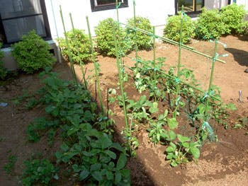 ベストライフ柏 菜園