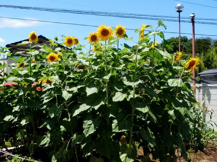 ソルシアス佐倉 畑