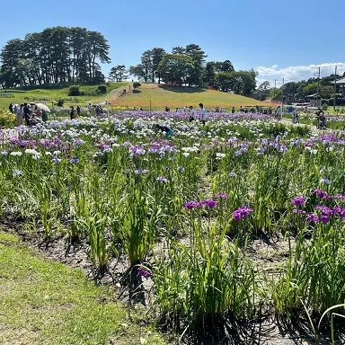 エバーグリーンシティ・寺岡 あやめ園