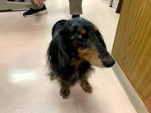 ココファンレジデンス湘南台 セラピー犬