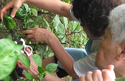 リスペクト稲毛 野菜収穫