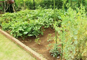 ノーマライ心の花御成 菜園