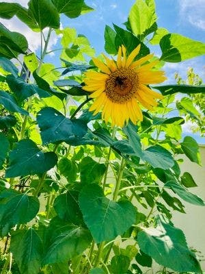 ケア・キューブくさか ガーデニング