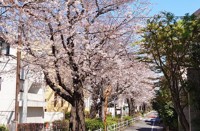 チャームプレミア柿の木坂 呑川緑道