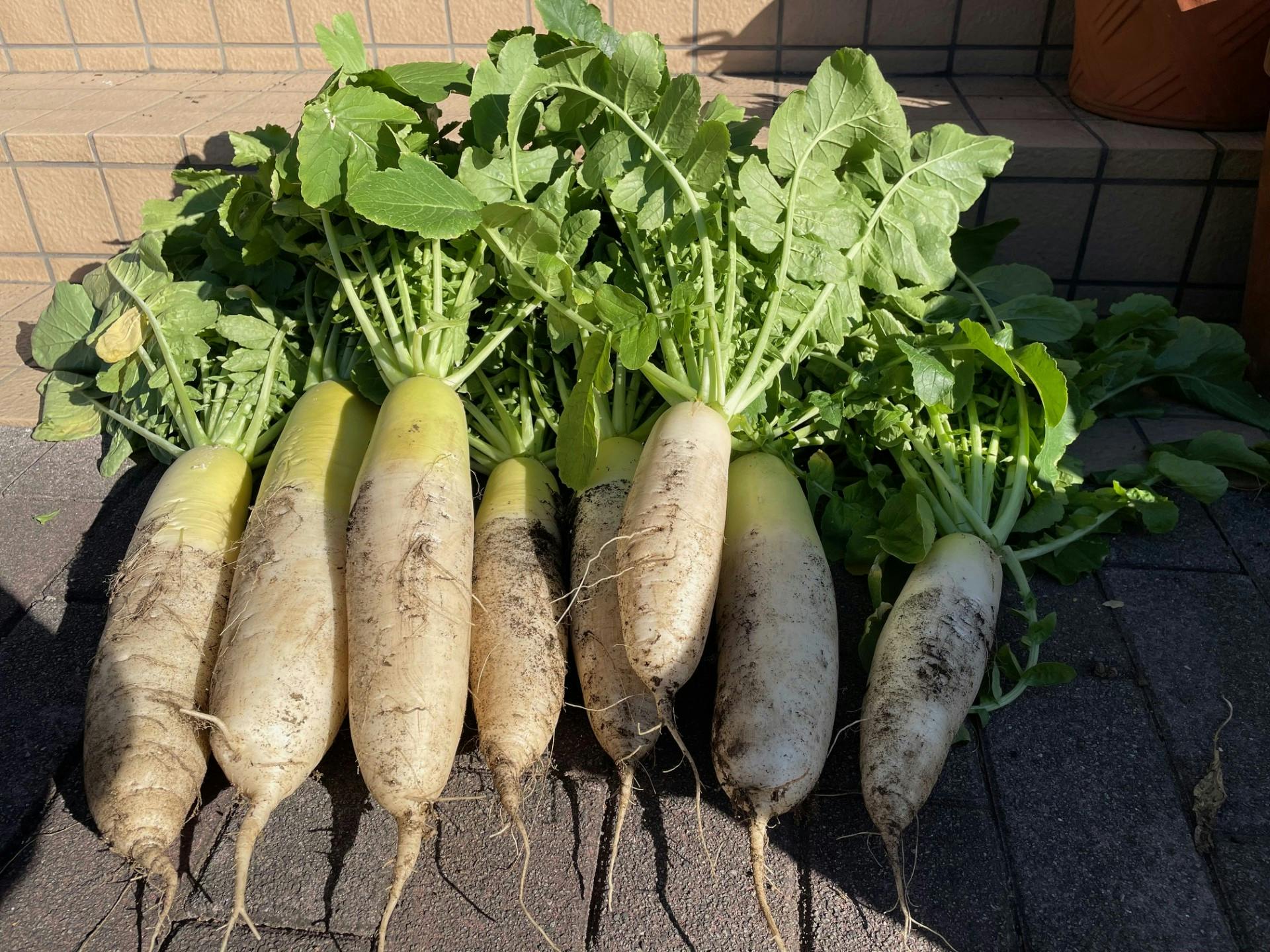 ニチイケアセンター一之江 菜園