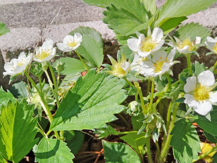 愛の家グループホーム山梨小原西 お花
