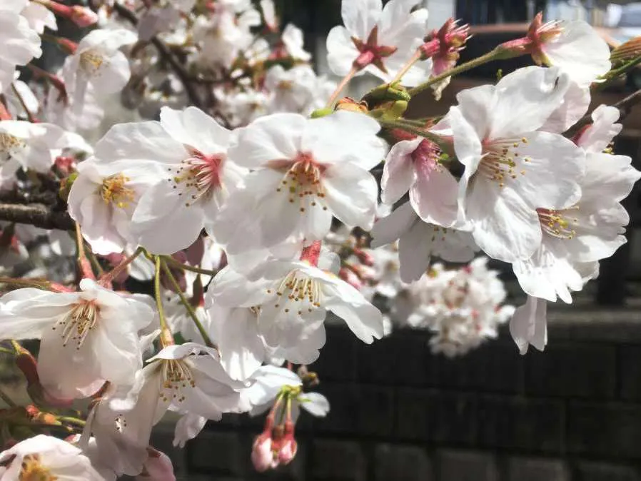 グループホームみんなの家・横浜上永谷松風 桜