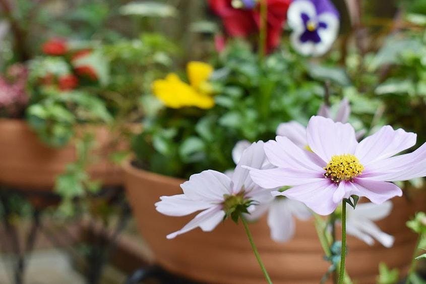 くらら仁川 花壇