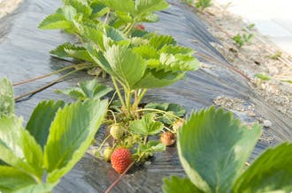やさしい手伊丹 菜園