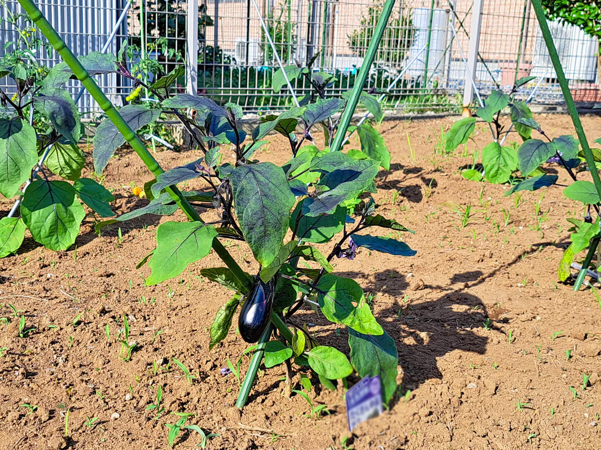 愛の家グループホーム館山亀ヶ原 畑