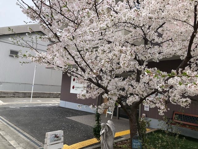 そんぽの家布施 桜