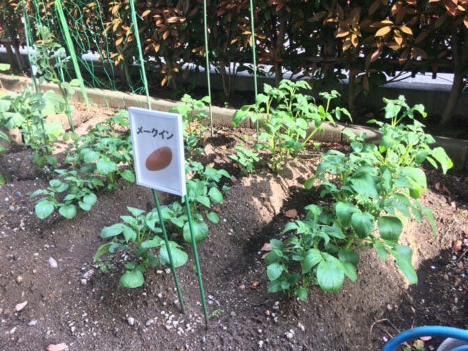 SOMPOケア ラヴィーレ中央林間 野菜栽培