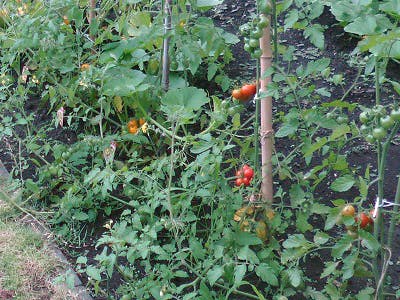 さわやかかぬま館 野菜作り