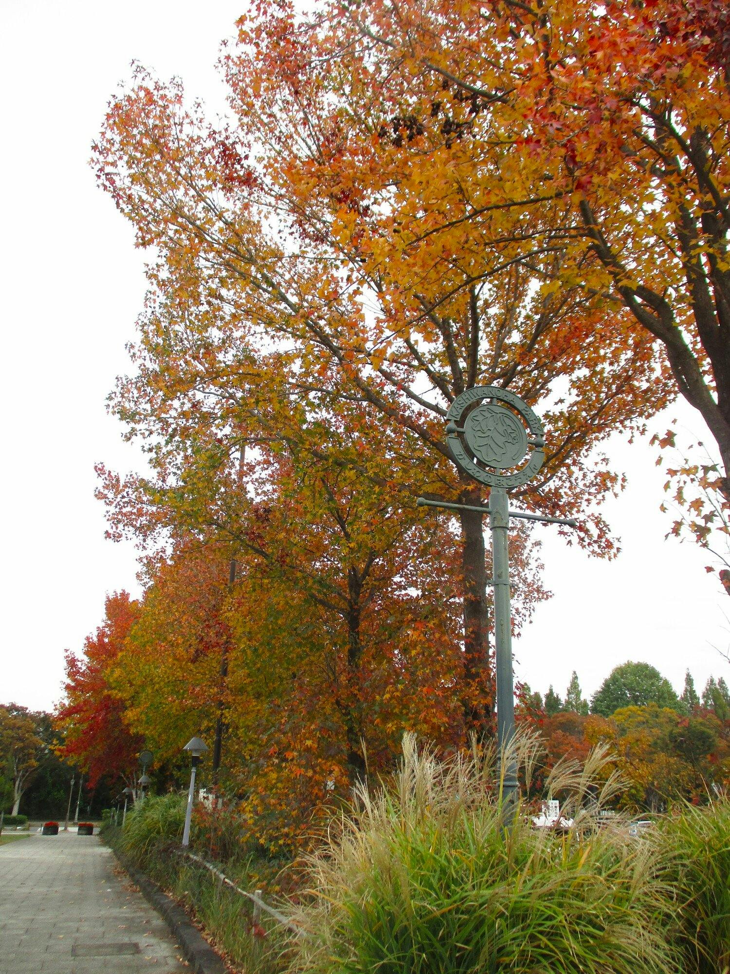 ニチイホーム柏の葉 紅葉