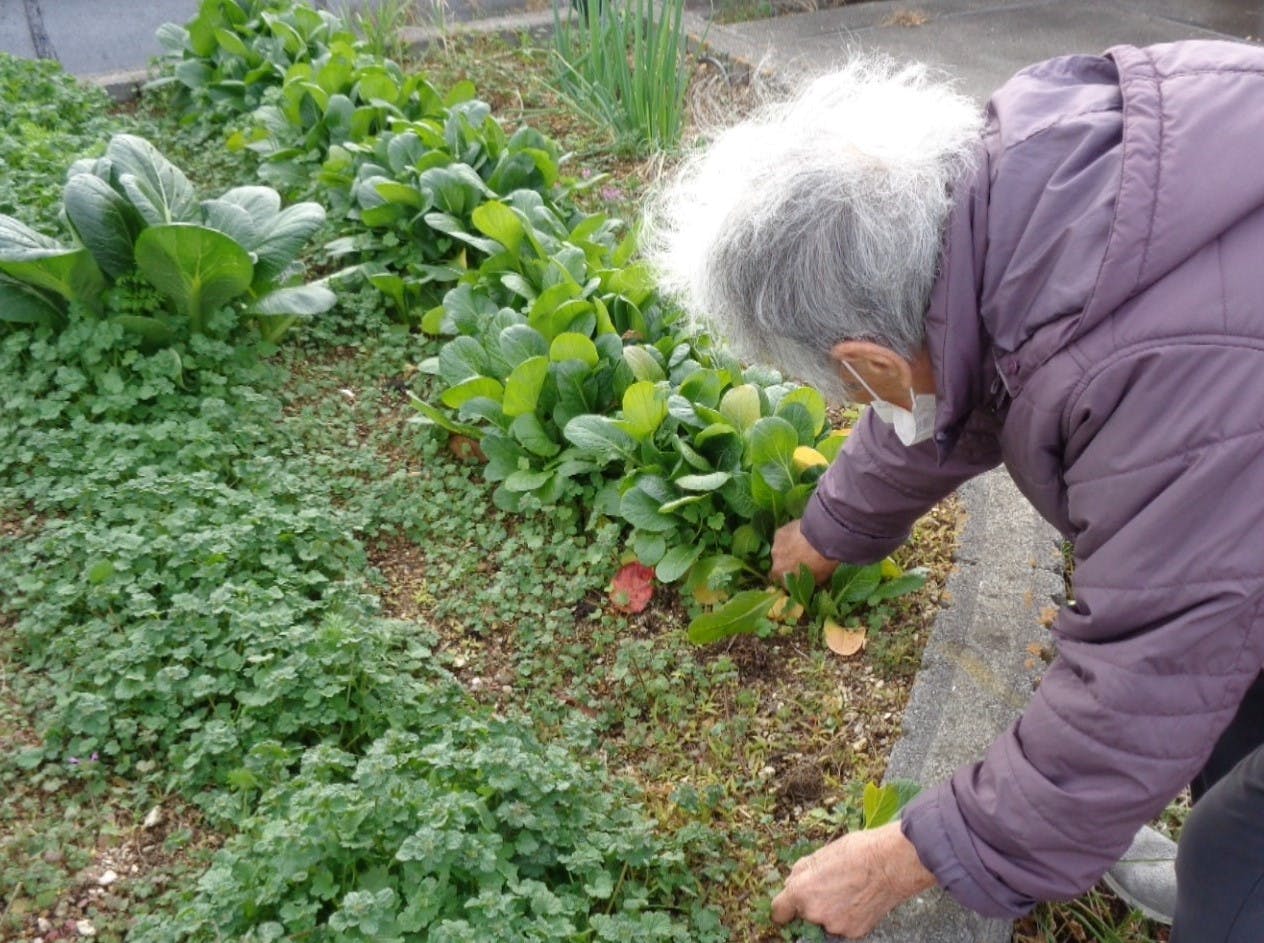 ニチイケアセンター目黒本町 菜園の世話