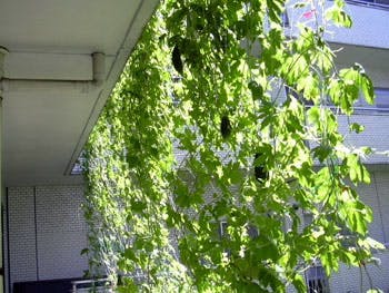 ベストライフ中原 みどりのカーテン