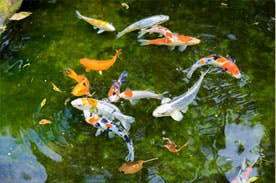 カーロガーデン八王子 庭園