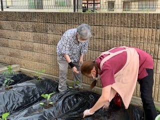 そんぽの家住道 菜園での収穫
