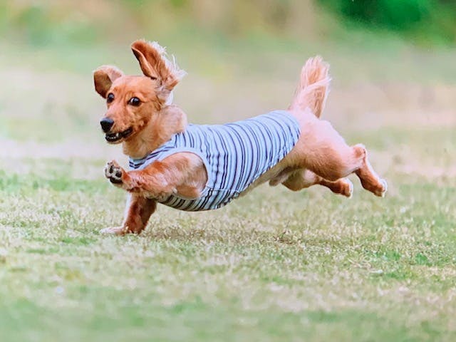 スマイルらいふ寝屋川 セラピー犬