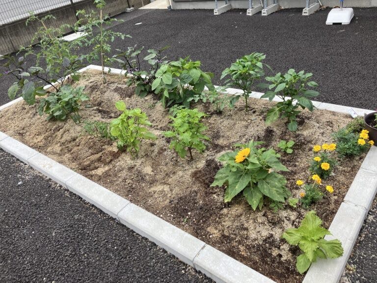 愛の家グループホーム山形前田町 野菜作り