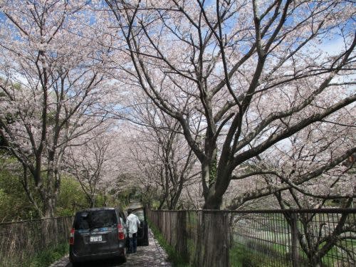 グループホームことりの森 お花見