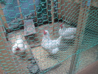 さわやか鳴水館 鶏