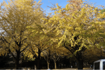 もみの樹・練馬 光が丘公園