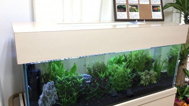 ツツジ倶楽部豊田 水槽
