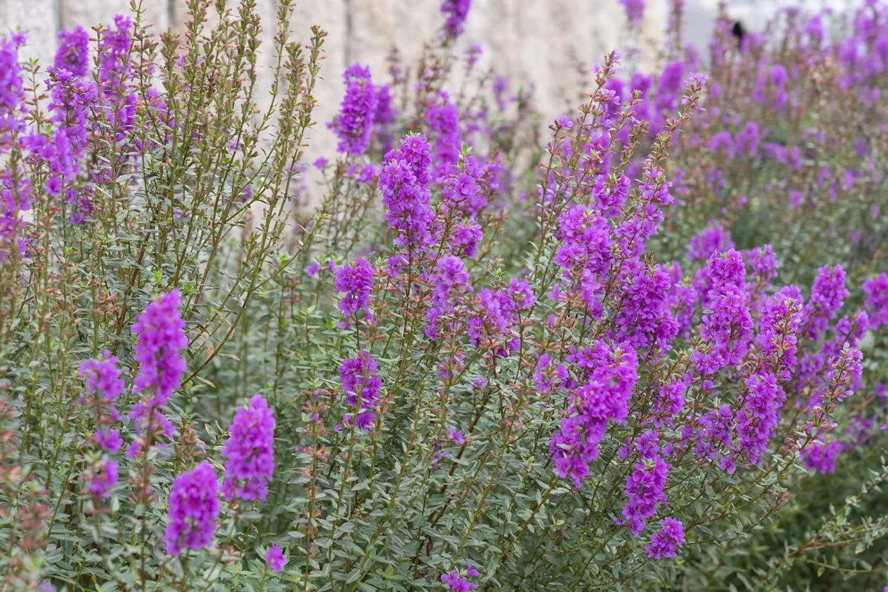 イリーゼ平岡公園 花壇