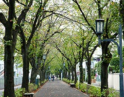 グランコスモ武蔵浦和 花と緑の散歩道