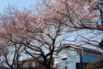 ベストライフ南浦和 お花見