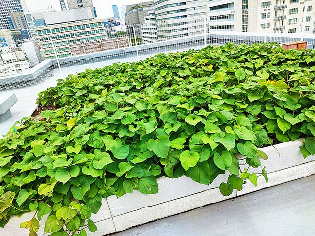 ケアハウス東桜の里 屋上菜園