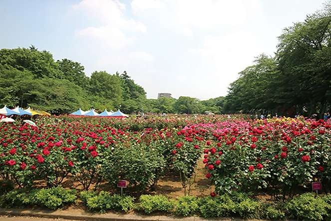 介護付有料老人ホームみんなの家・与野公園 与野公園