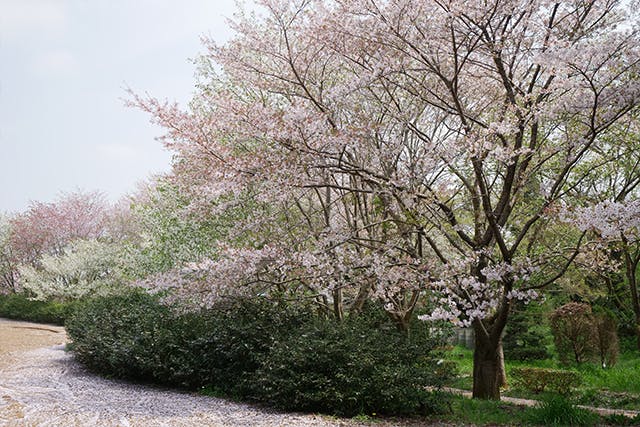 有料老人ホームアビタシオン白松 桜の木
