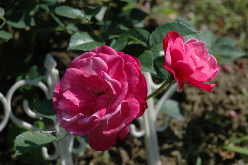 グループホームかおる 花壇