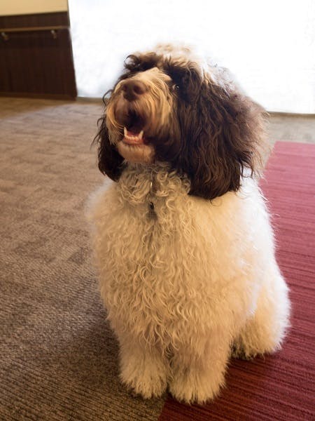 ニチイホーム鷺ノ宮 セラピー犬モカ
