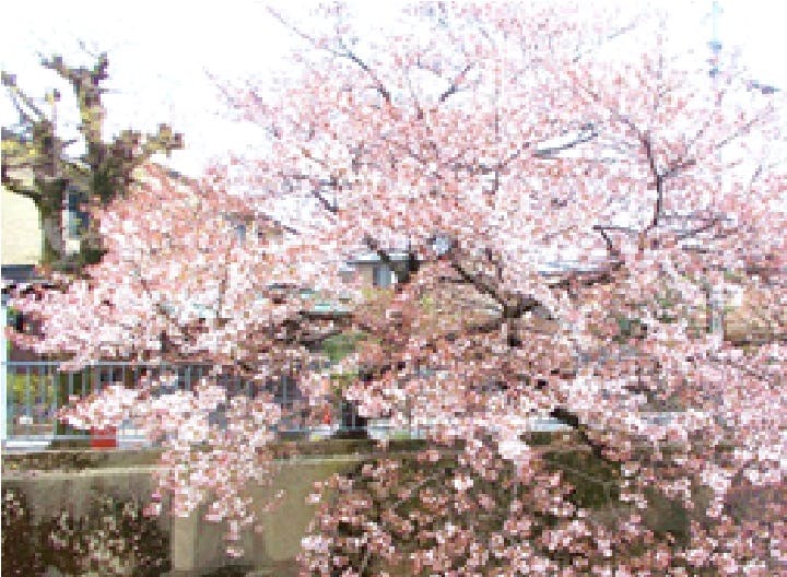 グループホームたのしい家桂 桜を見る会
