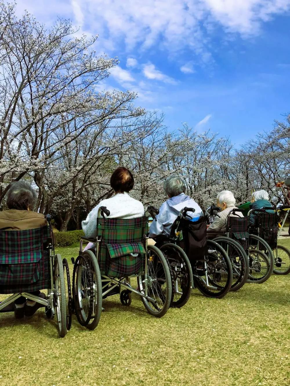 イリーゼかすかべ お花見