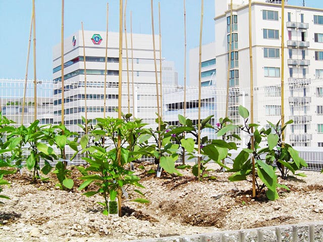 ケアハウス東桜の里 屋上菜園