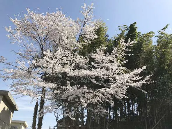 介護付有料老人ホームすこや家・東浦和 桜の木