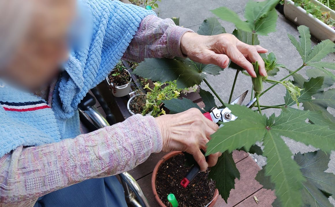 介護付有料老人ホームプレザンメゾン阿倍野 野菜の収穫