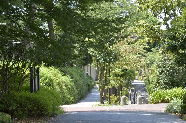 グランドマスト八幡山 烏山川緑道