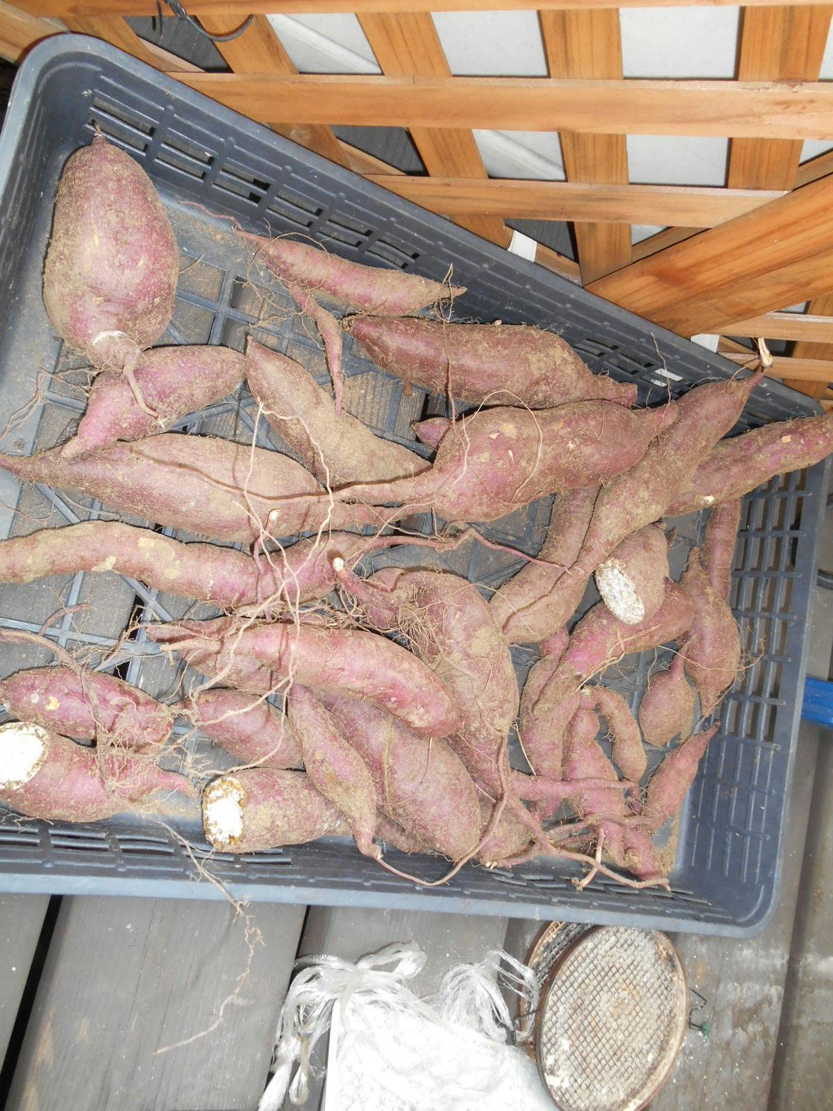 ニチイケアセンター生野巽 収穫