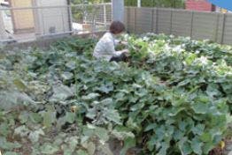 ハイムガーデン熱田 菜園