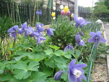 ベストライフ岡山 菜園