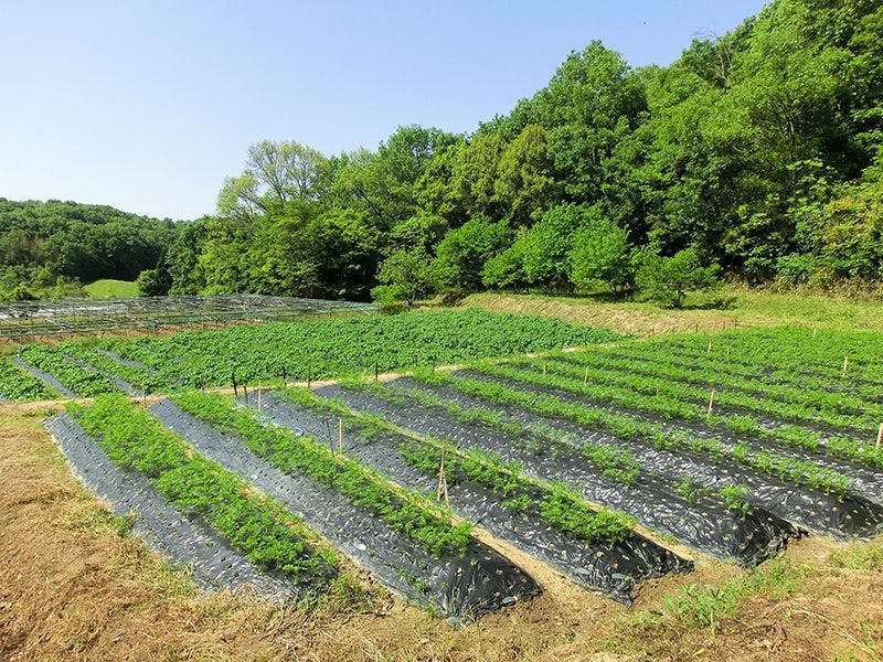 こもれびの里 自家農園