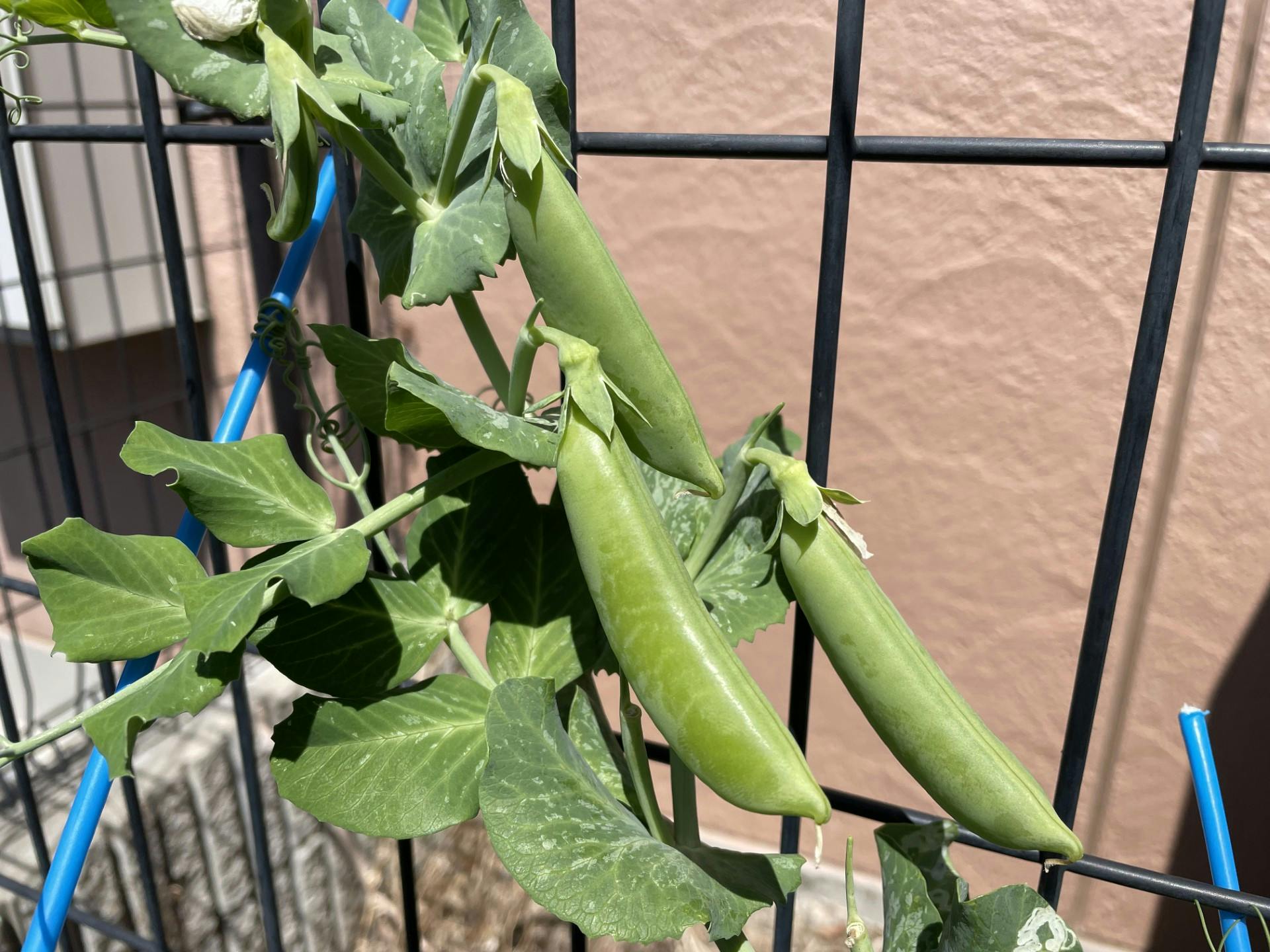 ニチイケアセンター一之江 菜園