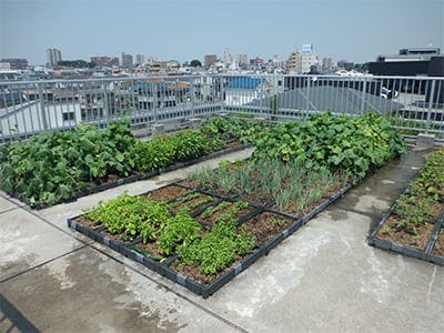 板橋生楽館 屋上