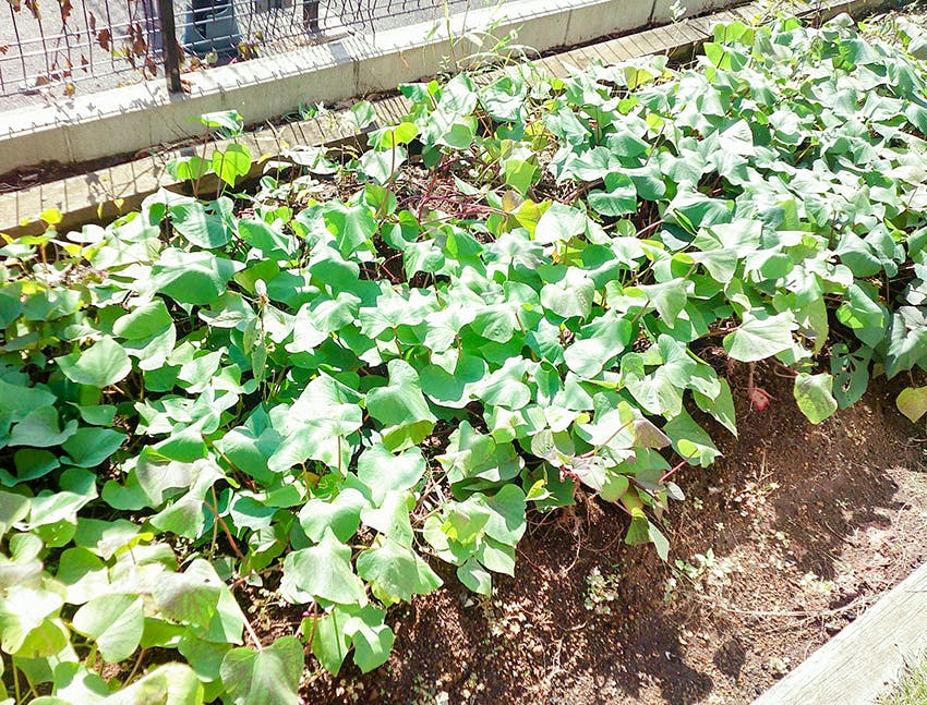 愛の家グループホーム市原五井西 花壇